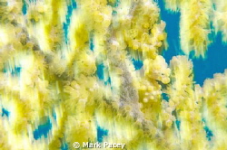 You cant see me....

Pygmy seahorse hiding. by Mark Pacey 
